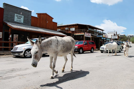 The Oatman Arizona Burros on street with tourists