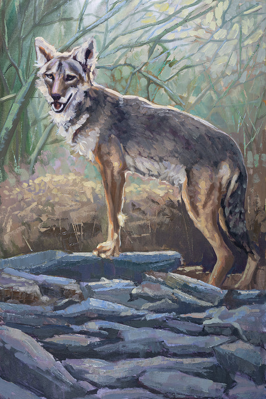 Coyote On Rocks Art Print 