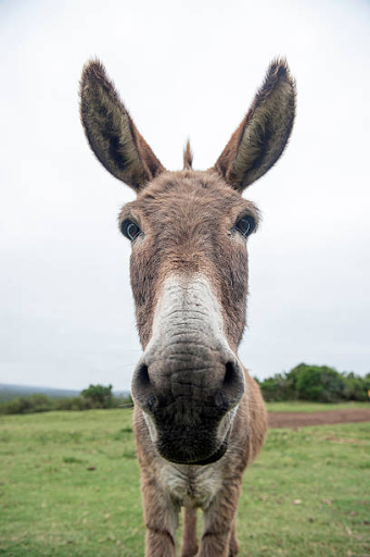 10 Fun Facts About Donkeys